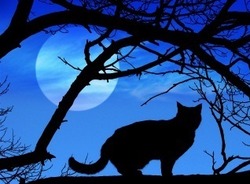 moon_cat2
