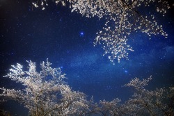 sakura-cherry-blossoms-cherry-tree-2695921s