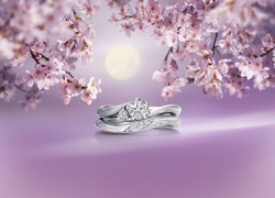 月桜_R-thumb-540x389-857
