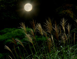 syugakuin003a
