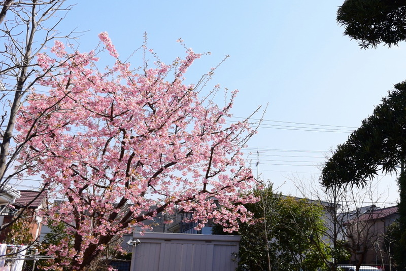 DSC_5194 (1)