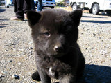 pup2