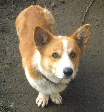 かくして おいらはメタボ犬に なっちまった 牡丹おばさんの暮れない日記