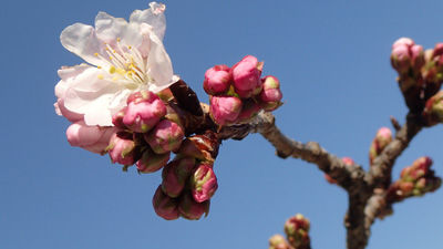 photo_sakura2