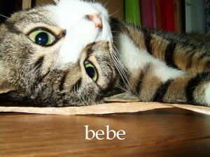 bebe