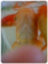金魚