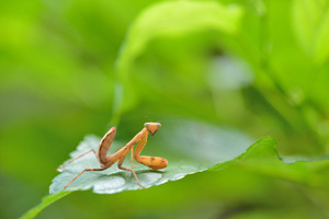 74ハラビロカマキリ