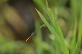 モートンイトトンボ♂(7/3、D300,105mm)