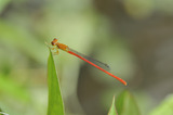 ベニイトトンボ♂(7/3、D300,105mm)