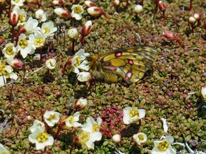 4ウスバキチョウ