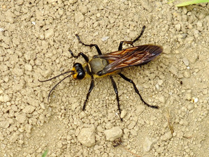 82キンモウアナバチ