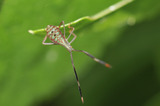 オオクモヘリカメムシ幼虫(6/27,D300,60mm)