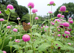 57ホシチャバネセセリ