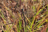 オオルリボシヤンマ♂(10/18,105mm)