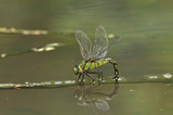 クロスジギンヤンマ産卵(7/3、D300,105mm+TC17EII)