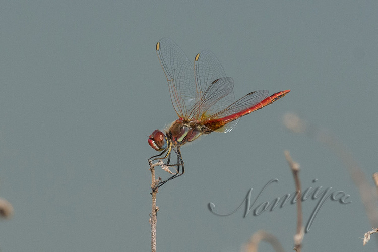 NOM_2720