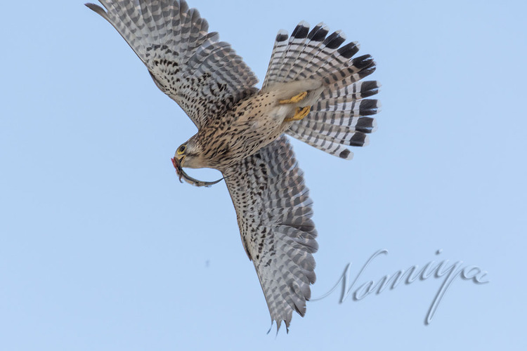 NOM_0974