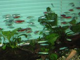 熱帯魚