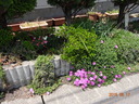 DSC00784