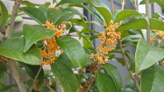 DSC01887