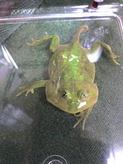 バジェットガエル
