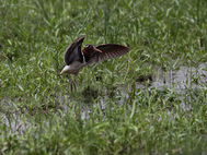 IMG_9234_1