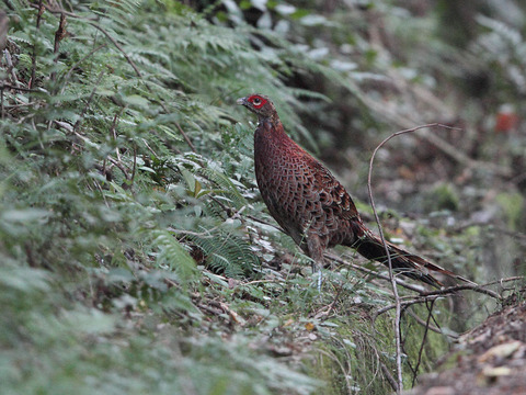 IMG_8646raw