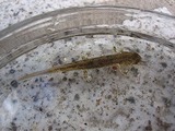 水生生物を見つけた