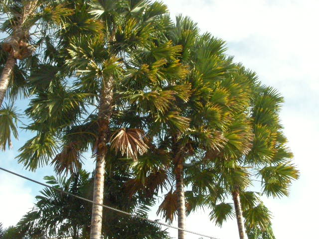 SANY0256
