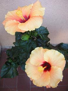 PICT0063