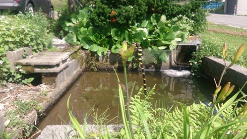 六月のオニヤンマ