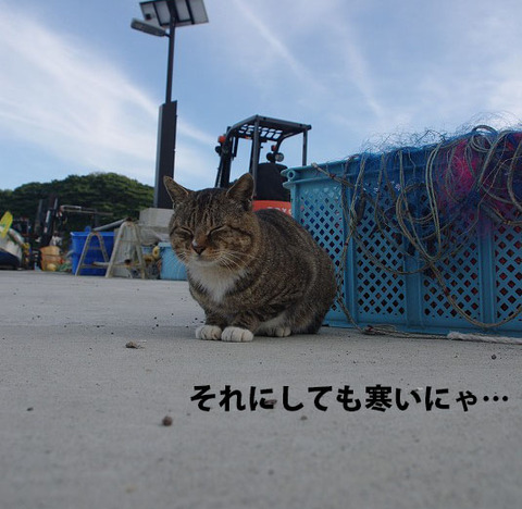 寒いまりねこ