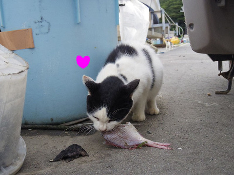 ラッキーねこ