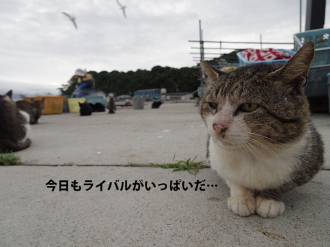 IMGP4536