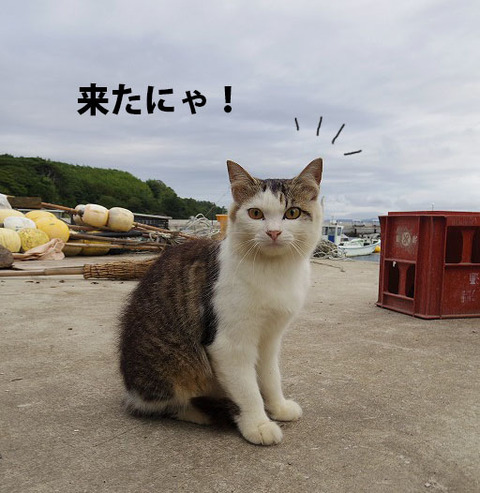 来たにゃ