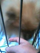 犬.jpg