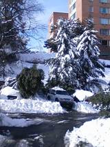 fallen tree