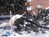 branch