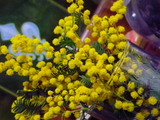 IMGP0388