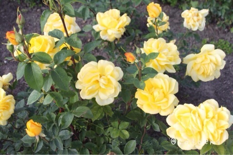 photo:03