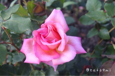 photo:07