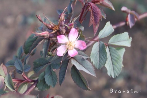photo:04