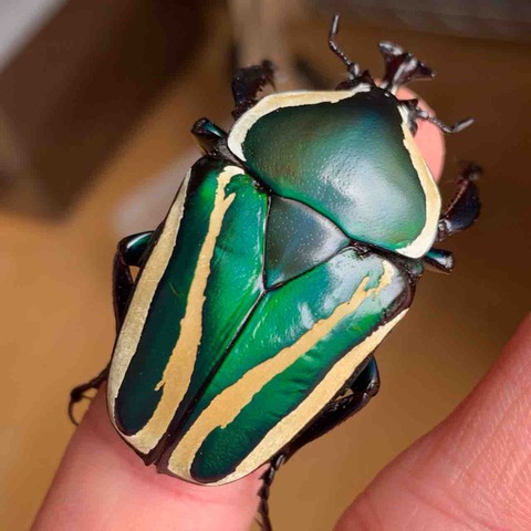 サスマタカナブン色々　みうみう サスマタツノカナブン(M,Harrisi) : GOKUSAISHIKI(サブ)