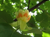 yurinoki