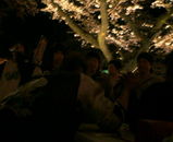 hanami1