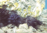sui3