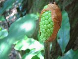 マムシ草?