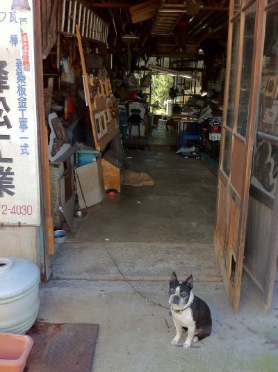 4犬