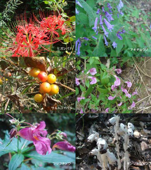 福智山の花