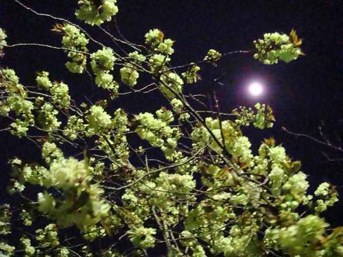 夜桜